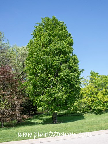 Dawyck European Beech (Fagus sylvatica)